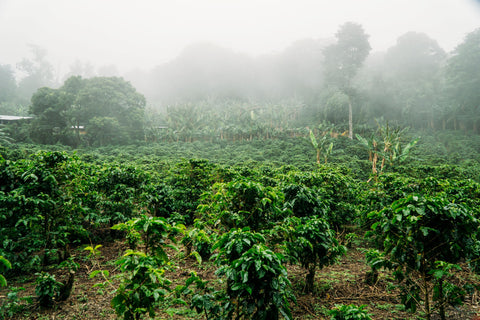 Sustainability - A Step Towards Reducing Our Carbon Footprint