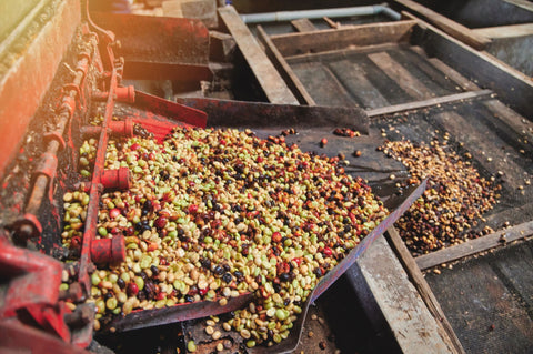 Processing Methods - The Different Methods to Process Coffee