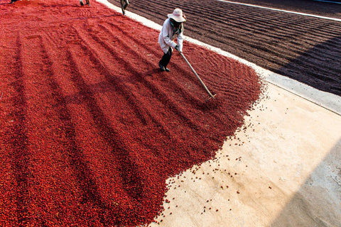 Coffee being laid out out in the sun to dry.